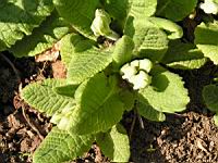 Primevere - Primula Canescens (fam Primulacees) (03) (Photo F. Mrugala)